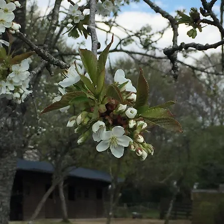 The Gingerbread House *