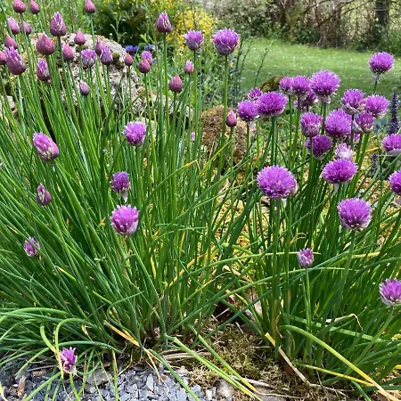 The Gingerbread House Vakantiehuis