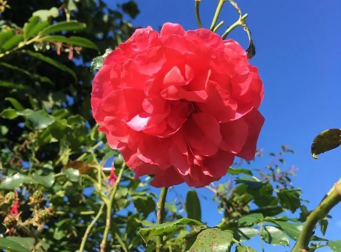 Vakantiehuis The Gingerbread House *