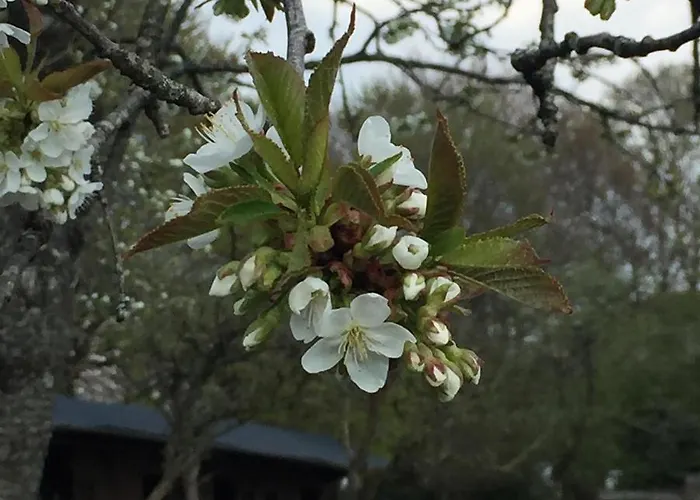 The Gingerbread House *