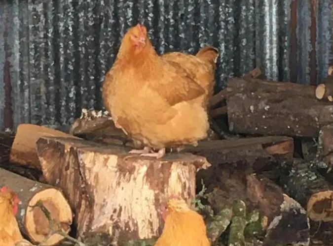 The Gingerbread House * Beauficel