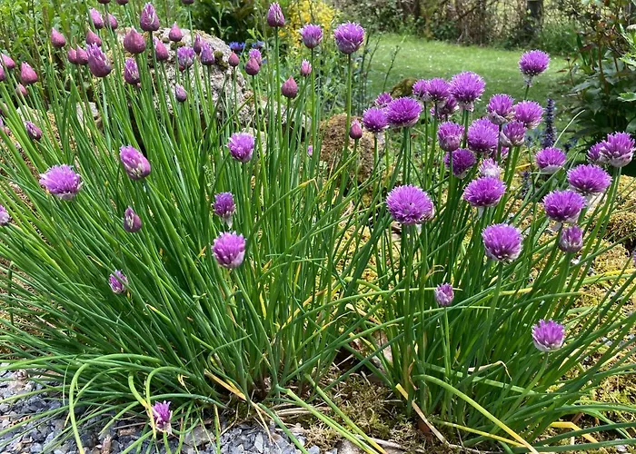 The Gingerbread House Vakantiehuis