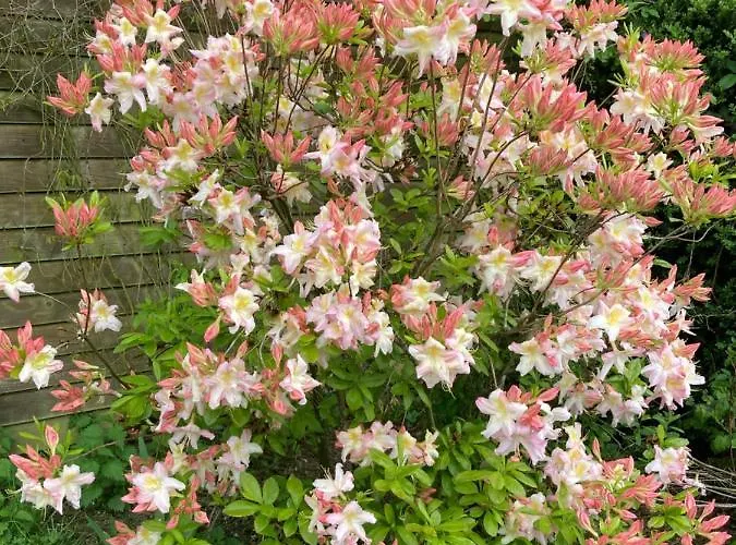 The Gingerbread House * Beauficel