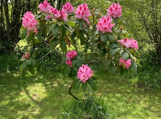 The Gingerbread House *